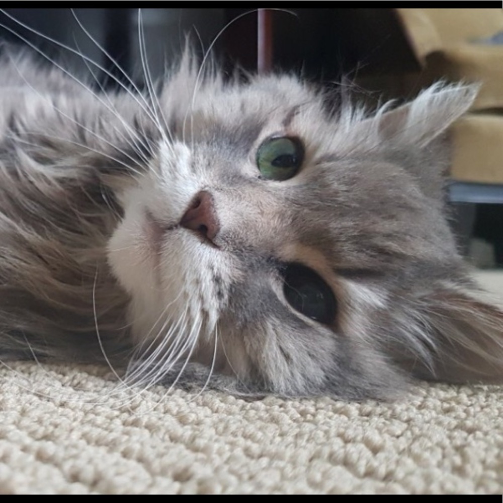 Hello